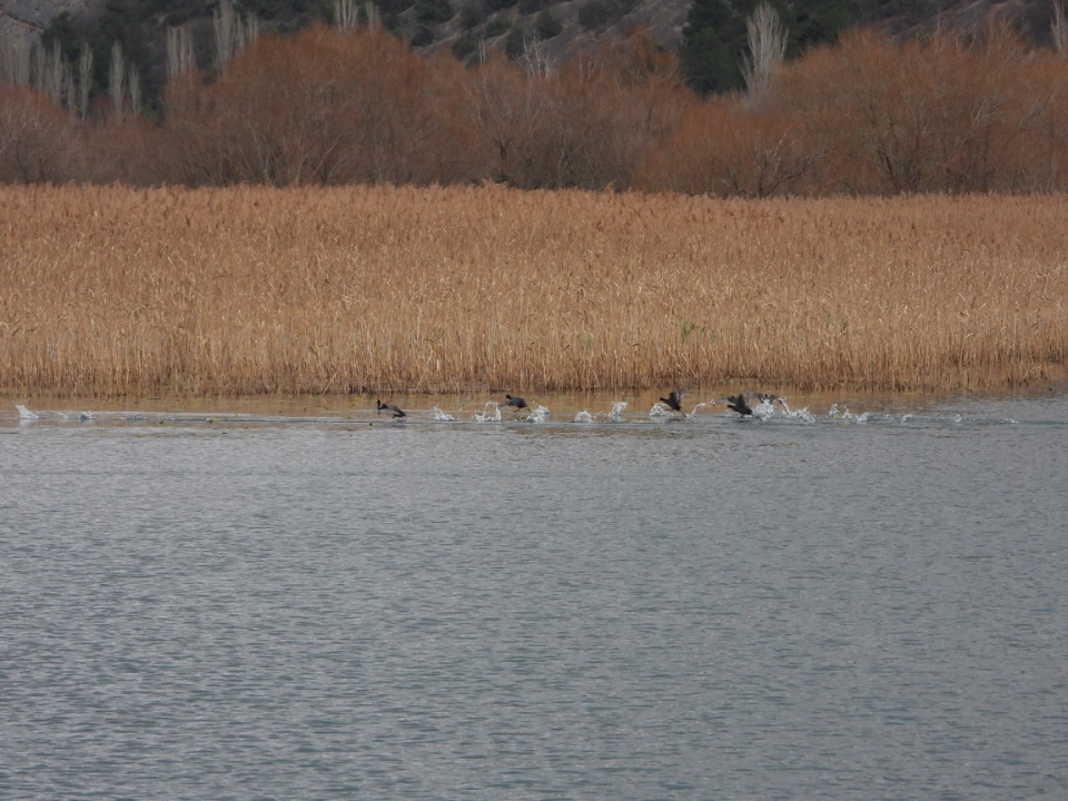 Zimsko prebrojavanje ptica vodarica u NP Krka: Najviše je liski, zabilježeno još 20 vrsta