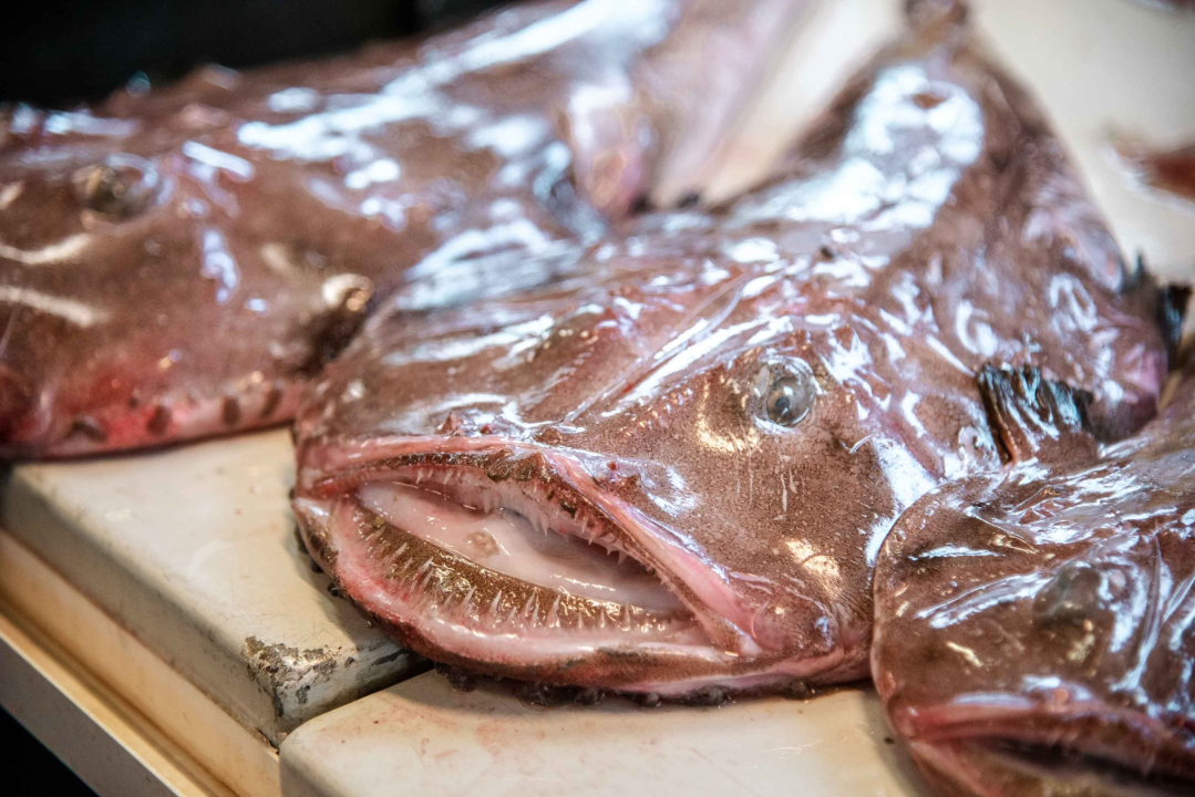 Šibenska peškarija danas nudi hamu, ribu na rubu istrebljenja u Jadranu