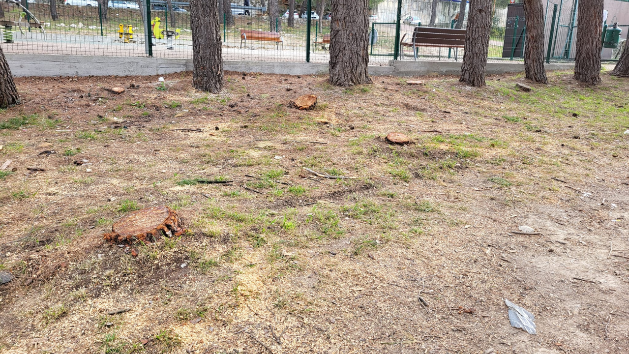 'Masakr' u parku Rasadnik na Vidicima: Sječe li Zeleni grad stabla mimo studije koju je naručio Grad?