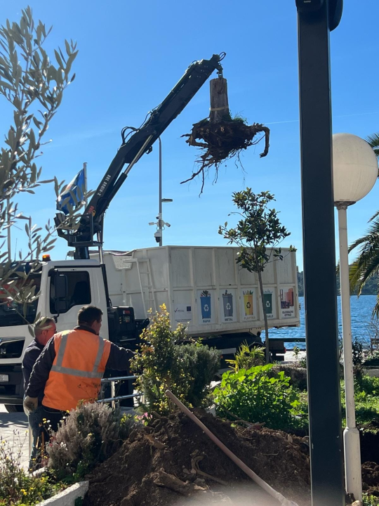 Nakon medijske kritike, Zeleni grad posadio novo stablo ispred hotela Jadran