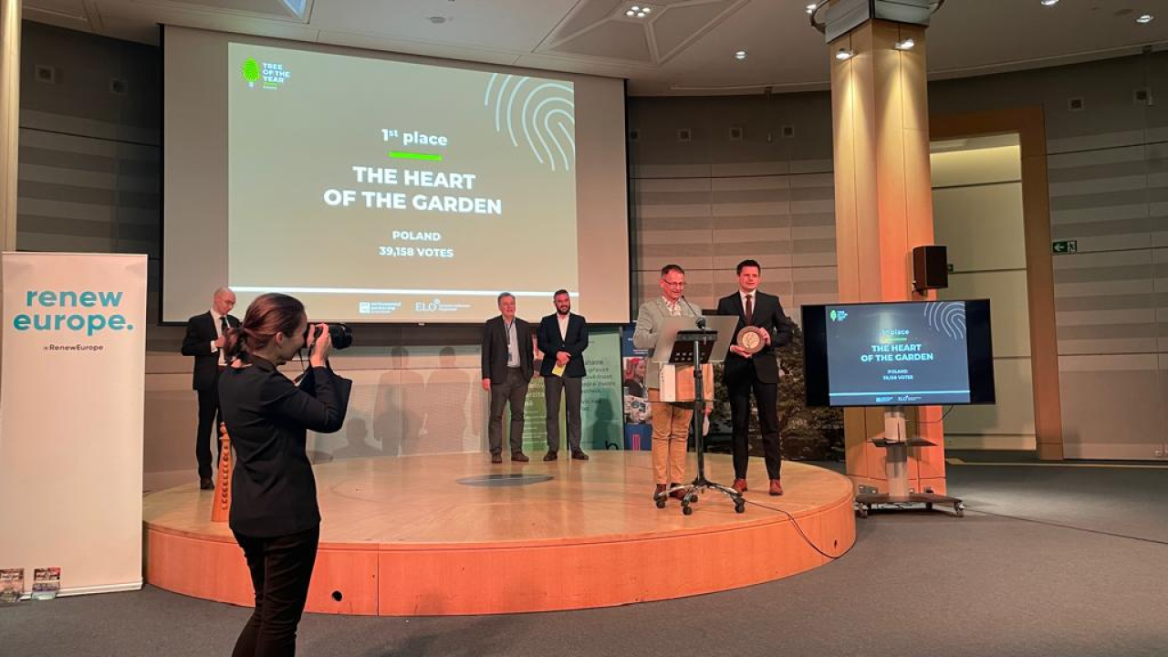 Srce vrta, iznimna poljska bukva, Europsko je stablo godine 2024. 