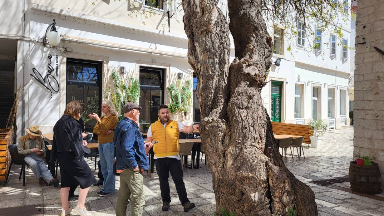 Doktor za drveća pregledao murvu: Koliko je staro legendarno šibensko stablo?