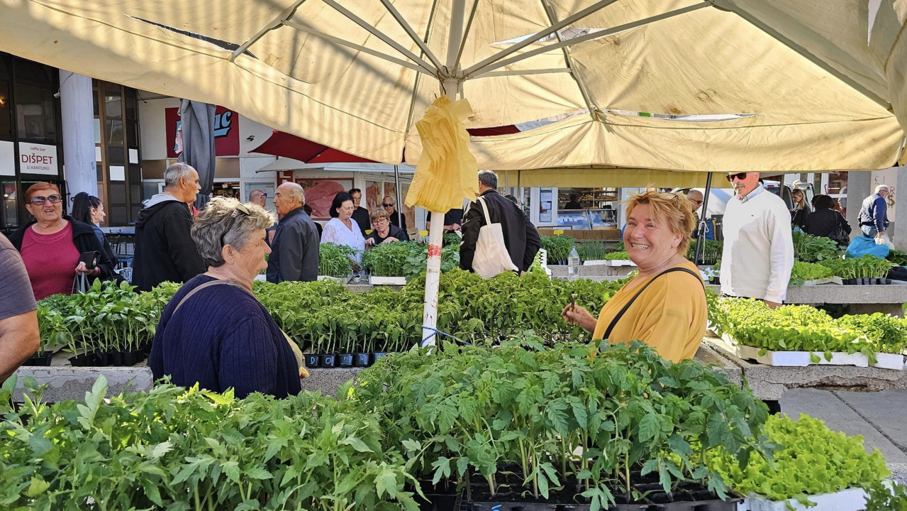 Sadnice pomidora hit na šibenskoj pijaci: 'Svi se bacili u poljoprivredu, sade po balkonima'