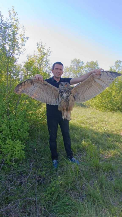 Ranjena sova ušara pronađena u Vukšiću