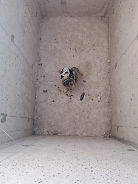 Nisu sve priče s Kvanja tužne: Vlasnik došao po psa kojeg su pronašli u grobnici