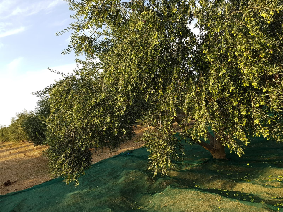 Obitelj Podrug prvo ulje napravila je 1886. godine, a danas osvajaju zlatne medalje od Vodica do New Yorka