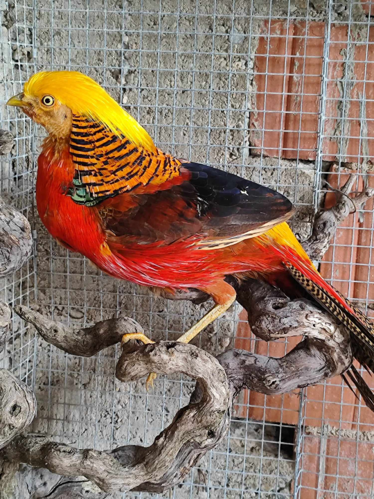 Sve je krenulo s nekoliko ovaca, a danas obitelj Zelenika iz Knina ima pravo životinjsko carstvo