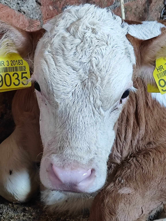 Sve je krenulo s nekoliko ovaca, a danas obitelj Zelenika iz Knina ima pravo životinjsko carstvo