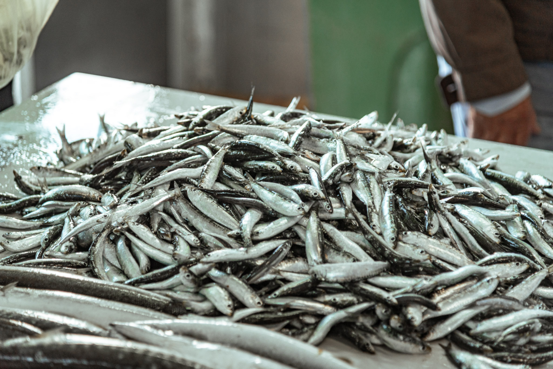 Prepuni banci na šibenskoj peškariji, kupaca ne fali, ali bira se jeftinije