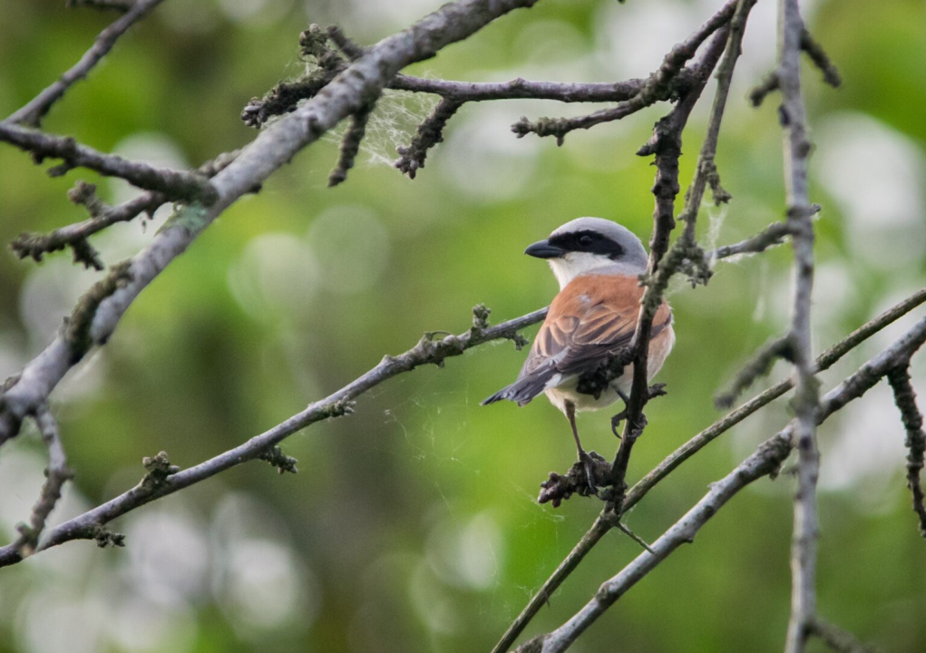 Ovo je hrvatska ptica godine 