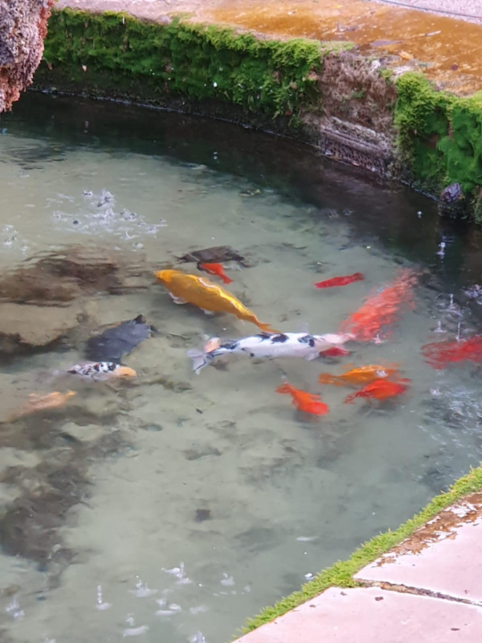 Pogledajte kako se zabavljaju stanovnici fontane u đardinu ispred Gospe vanka Grada