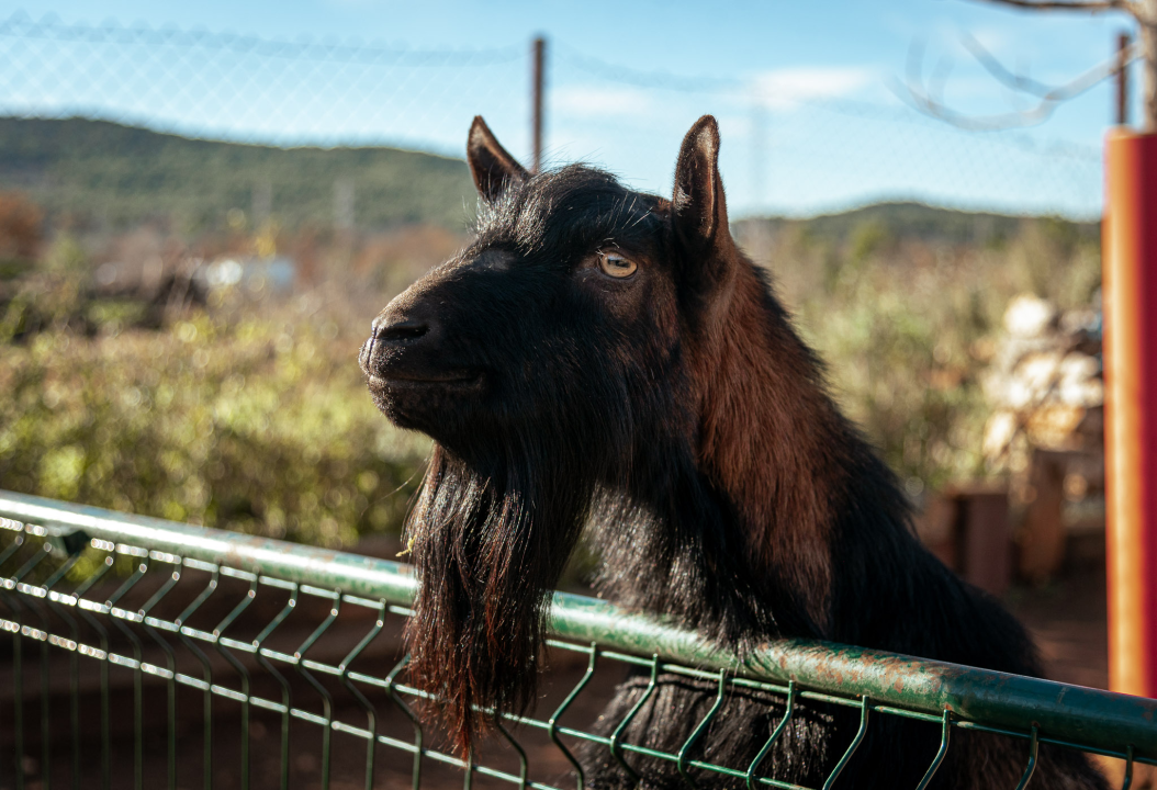 Jelena, Nina i Srećko oduševe svakoga tko posjeti Happy Horse u Dubravi