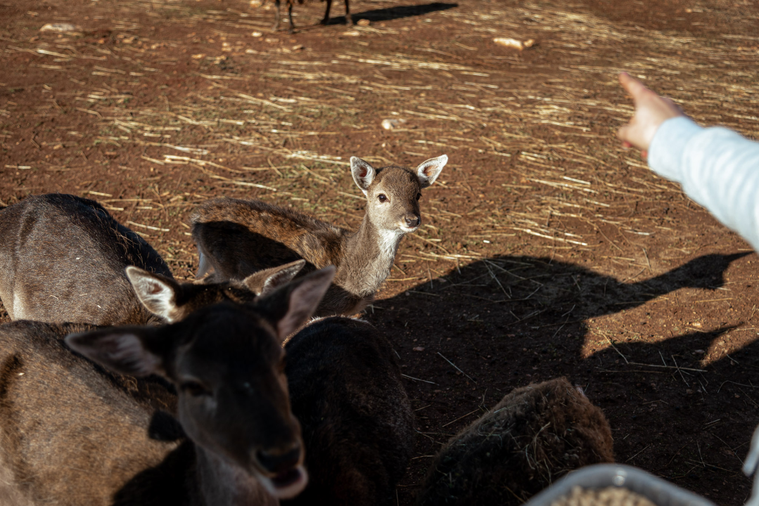 Jelena, Nina i Srećko oduševe svakoga tko posjeti Happy Horse u Dubravi
