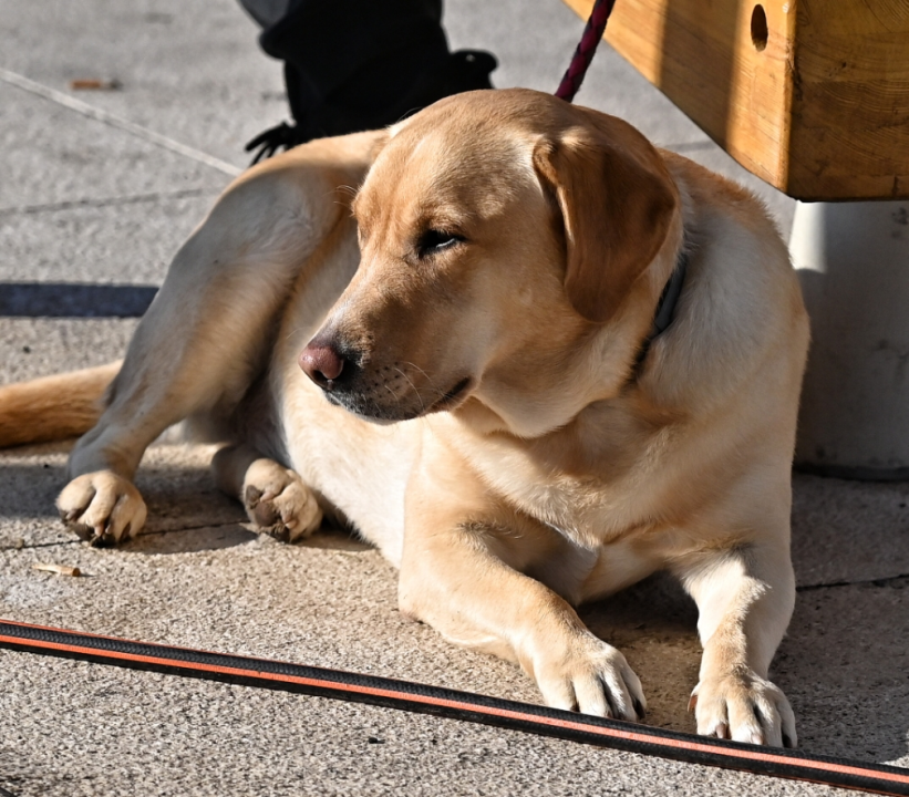 FOTO Đir po gradu, srijeda 1. siječnja