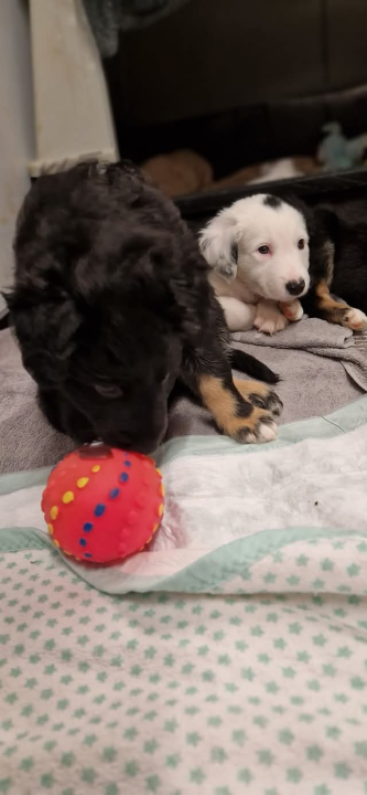 Tino i Teo iz Šibenskih šapa traže dom: Imaju dva mjeseca, obožavaju maženje i igru 