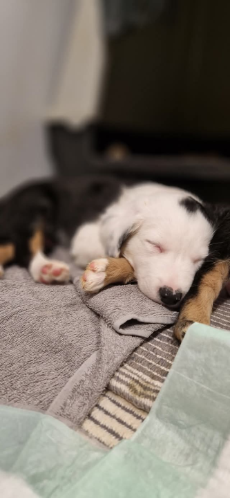 Tino i Teo iz Šibenskih šapa traže dom: Imaju dva mjeseca, obožavaju maženje i igru 