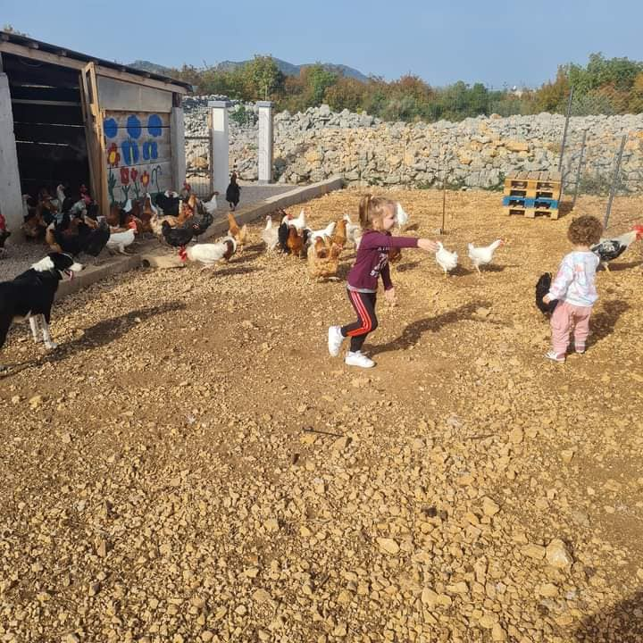 Ivana Šimac Mehić bila je 22 godine medicinska sestra, a sada je uspješna i sretna poduzetnica na svom OPG -u 