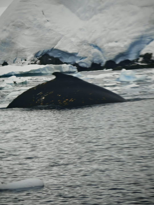 Veliki Gogo na sedmom kontinentu: 'Ako bi Antarktiku trebao opisati riječima, osjećao bi se da abnormalno umanjujem doživljaj' 