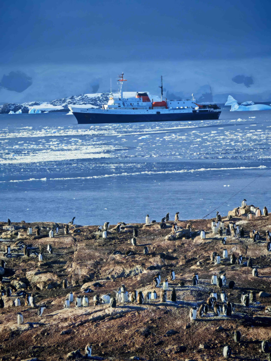 Veliki Gogo, prvi Šibenčanin na Antarktici: 'Skočio sam u more dva puta, a pingvini baš i ne mirišu najbolje'