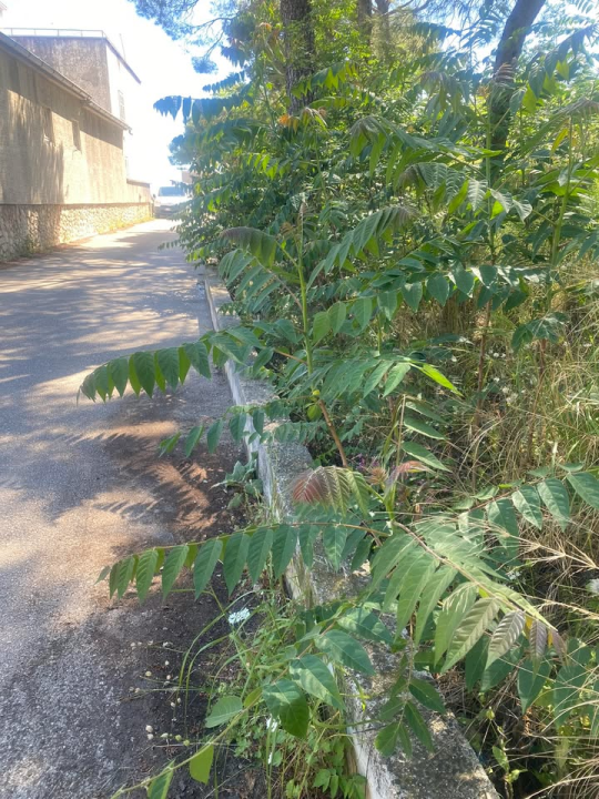 'Zeleni grad' u pogonu: Nakon Vidika, stižu pritužbe i na zapuštenost oko Baronea i Šubićevog šetališta