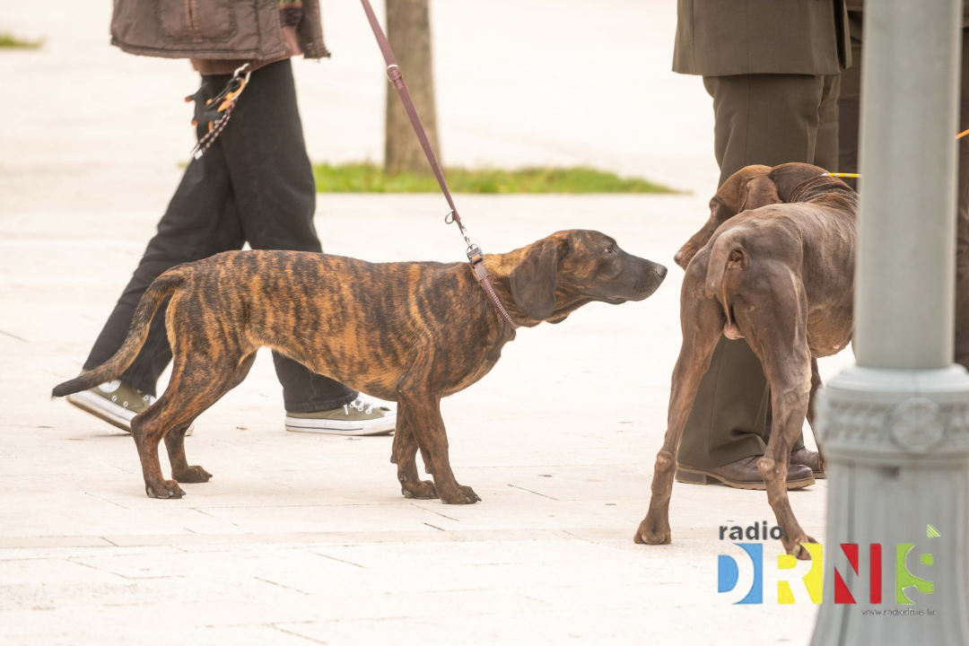 U Drnišu otvoreno Državno prvenstvo u radu lovnih pasa