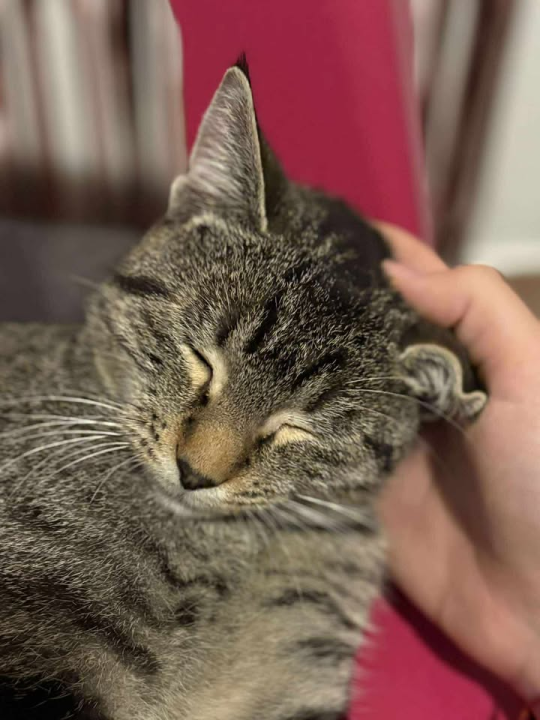 Dvije Nine u Šibeniku su spasile Sushija s ulice, a sada mu traže dom zauvijek