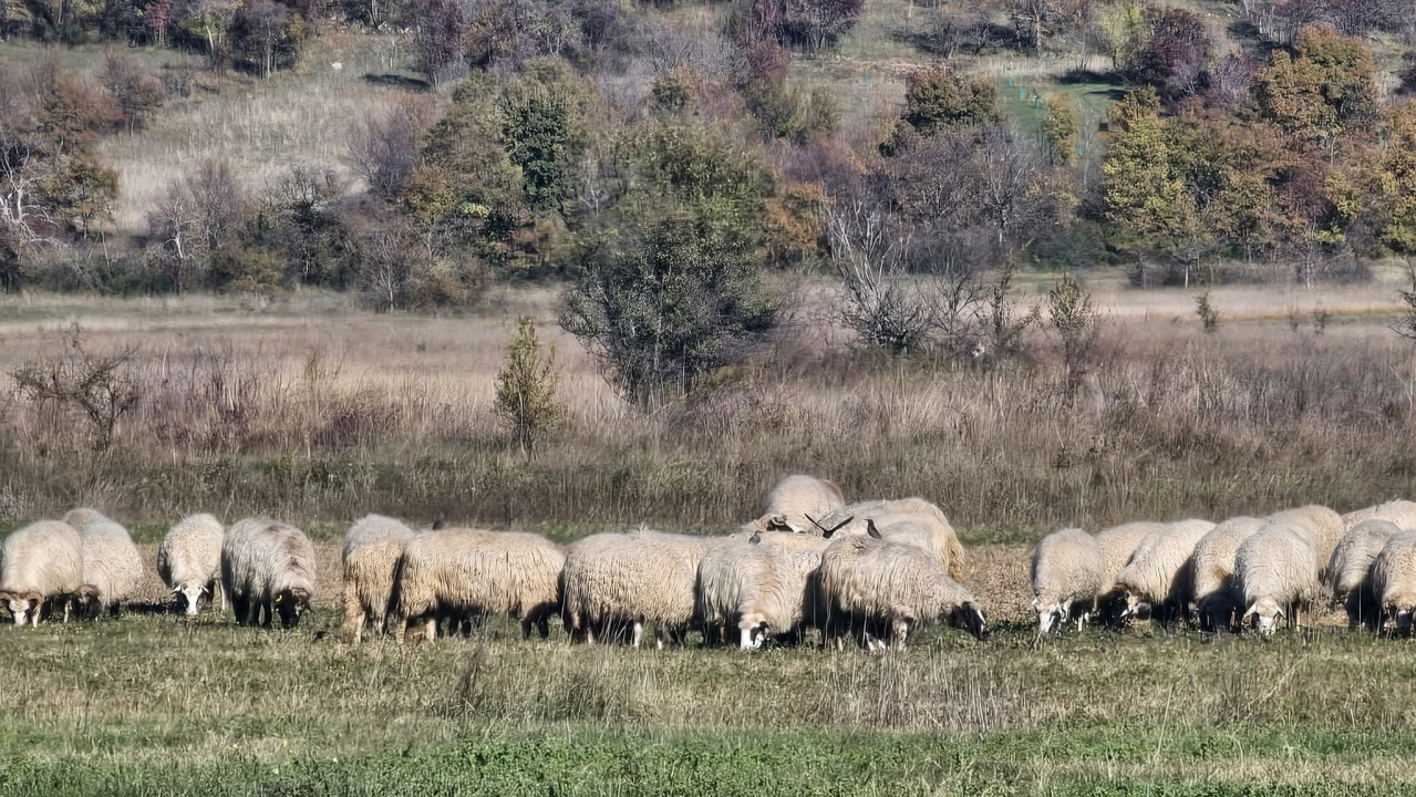 Drniško zaleđe u jesenskim bojama