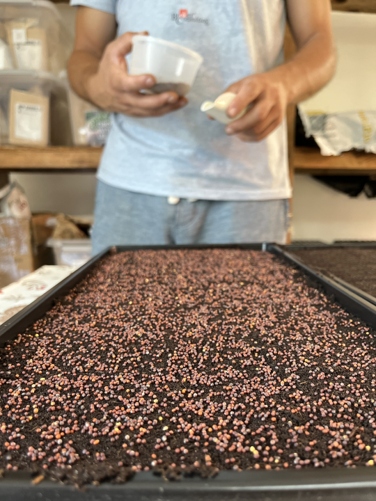 Roko i Anđela na Zlarinu uzgajaju mikrobolje.