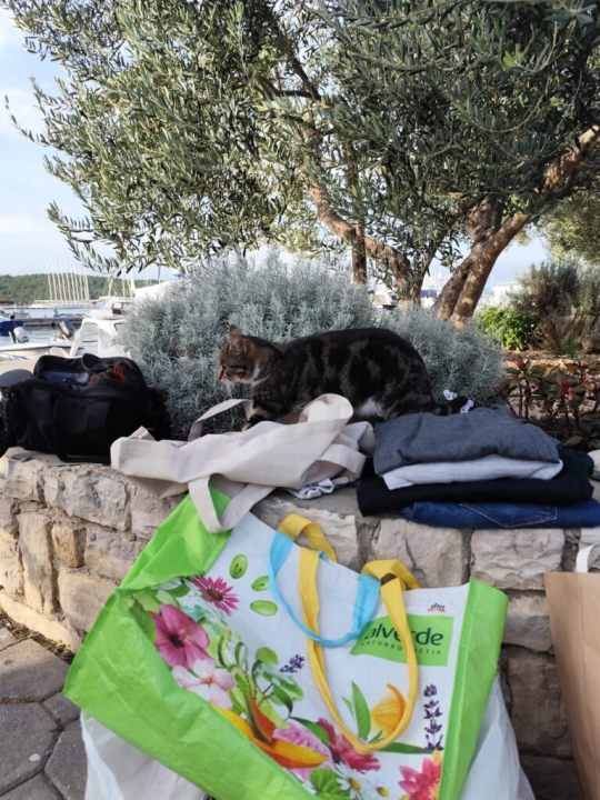 Održan humanitarni buvljak za pirovačke mačke: Sav prihod ide za njihovu kastraciju i sterilizaciju