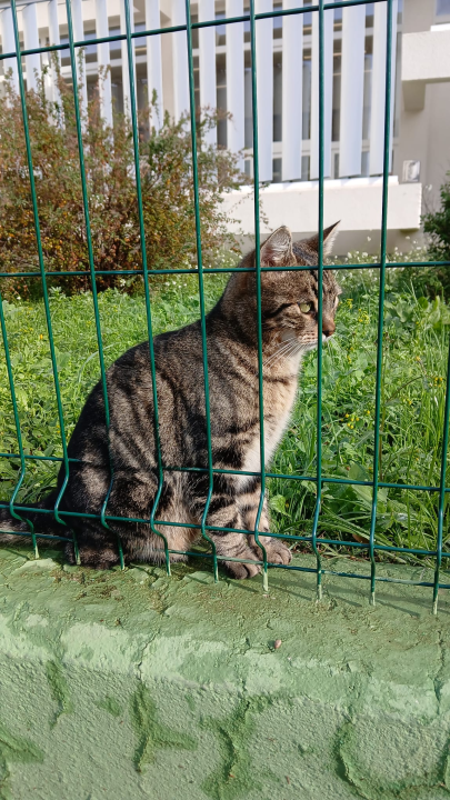 Preslatka maca s područja Šubićevca treba pomoć: ‘Pitoma je, voli djecu i traži topli dom’