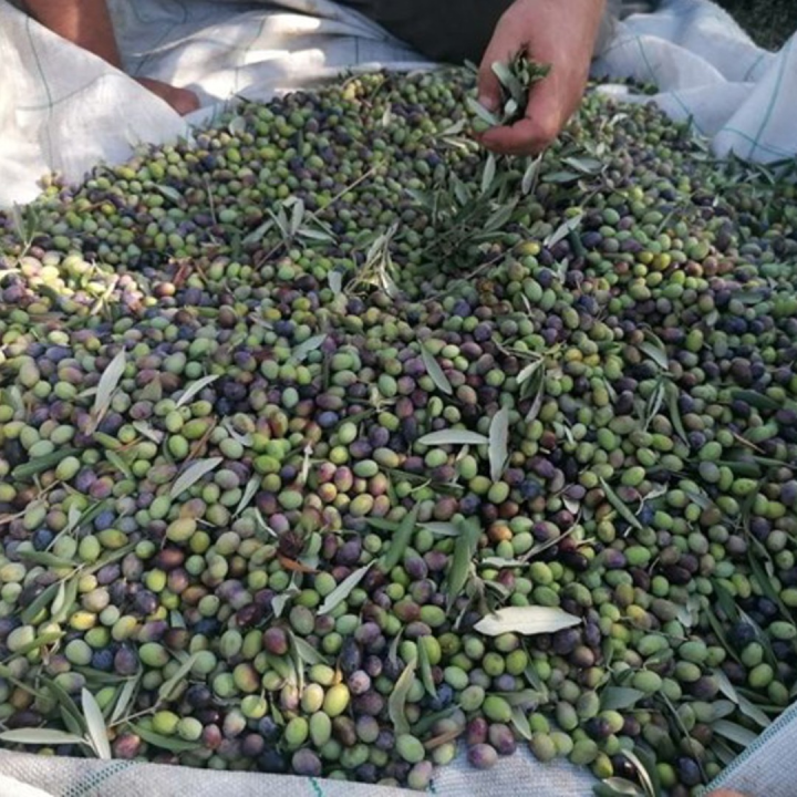 FOTO OPG Bili Brig — Maslinik u srcu Krke gdje tradicija, obitelj i priroda rađaju ulje posebnog karaktera