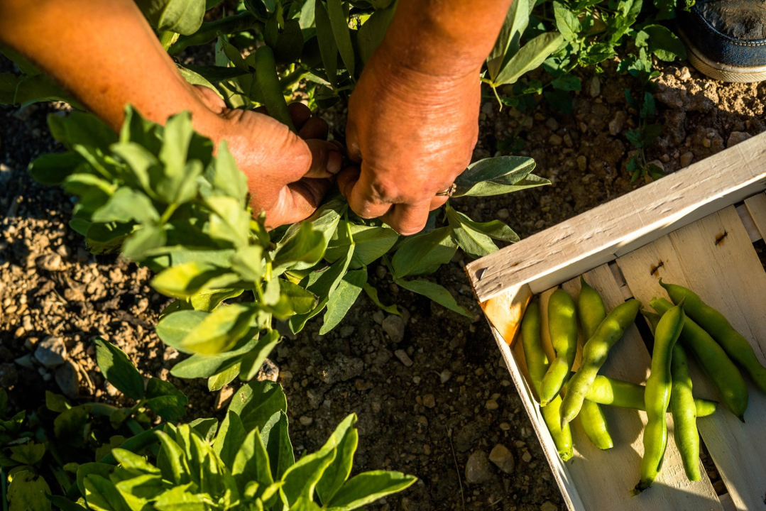 Ajmo Lokalno dolazi na Adventurin Market: Blagdani imaju bolji okus kad birate domaće