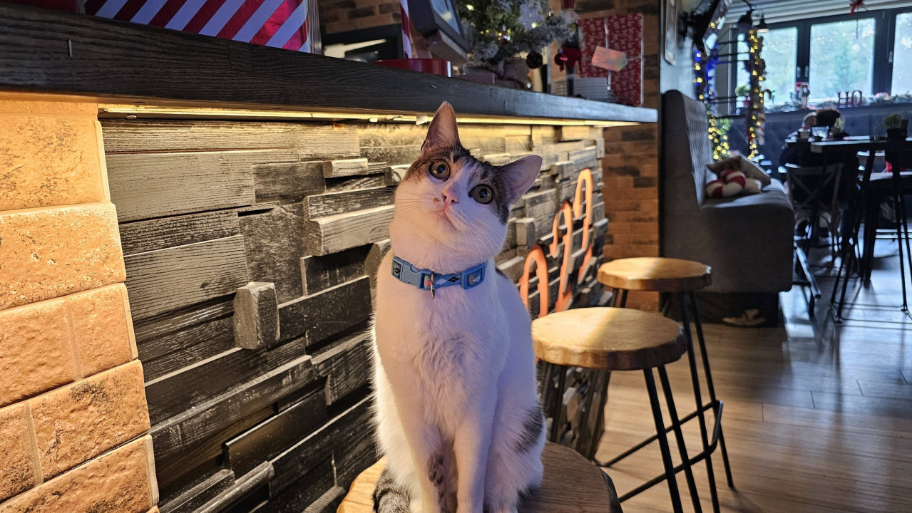 Pero je glavna zvijezda PUB-a 022