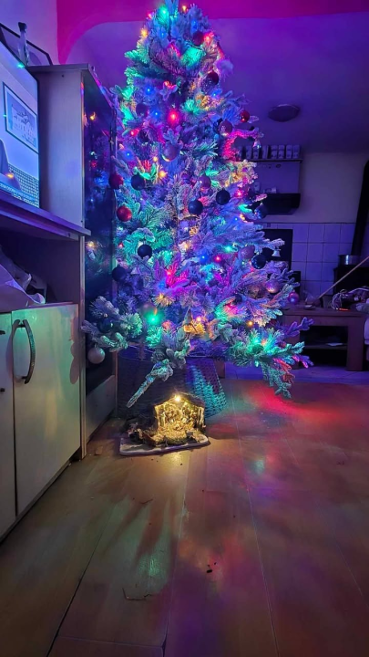 Odluka je pala: Donosimo vam pobjednike izbora najljepše božićne jelke ŠibenikIN-a