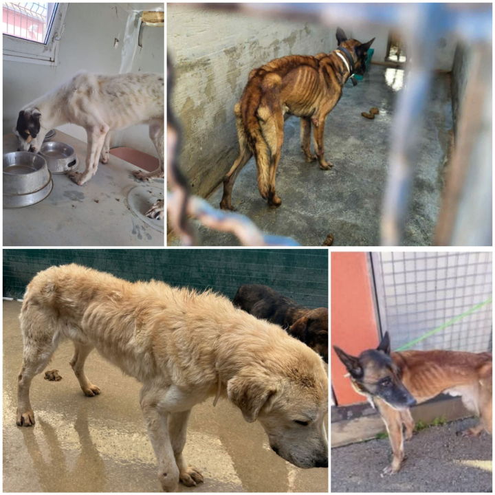 Pokret za životinje poslao apel Željku Buriću: 'Ovakvo stanje pasa u As Eku nije od jučer'