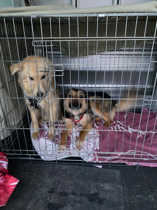 Nakon šokantnih saznanja o uvjetima u As Eku, Šibenske šape slave uspješne udomiteljske akcije: 'Svaka vožnja znači novi početak'