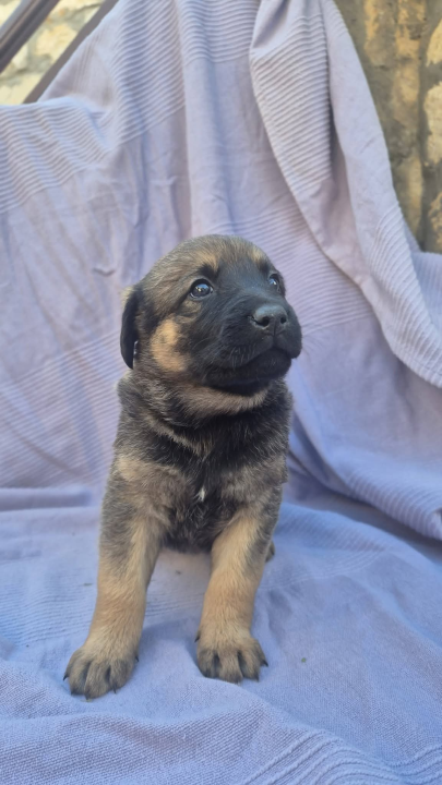 Pogledajte ova mala njuškala sa Zlarina. Netko od njih možda čeka baš vas