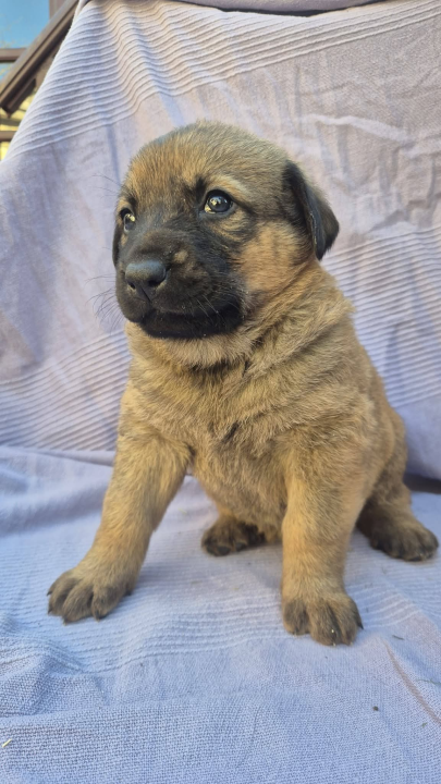 Pogledajte ova mala njuškala sa Zlarina. Netko od njih možda čeka baš vas