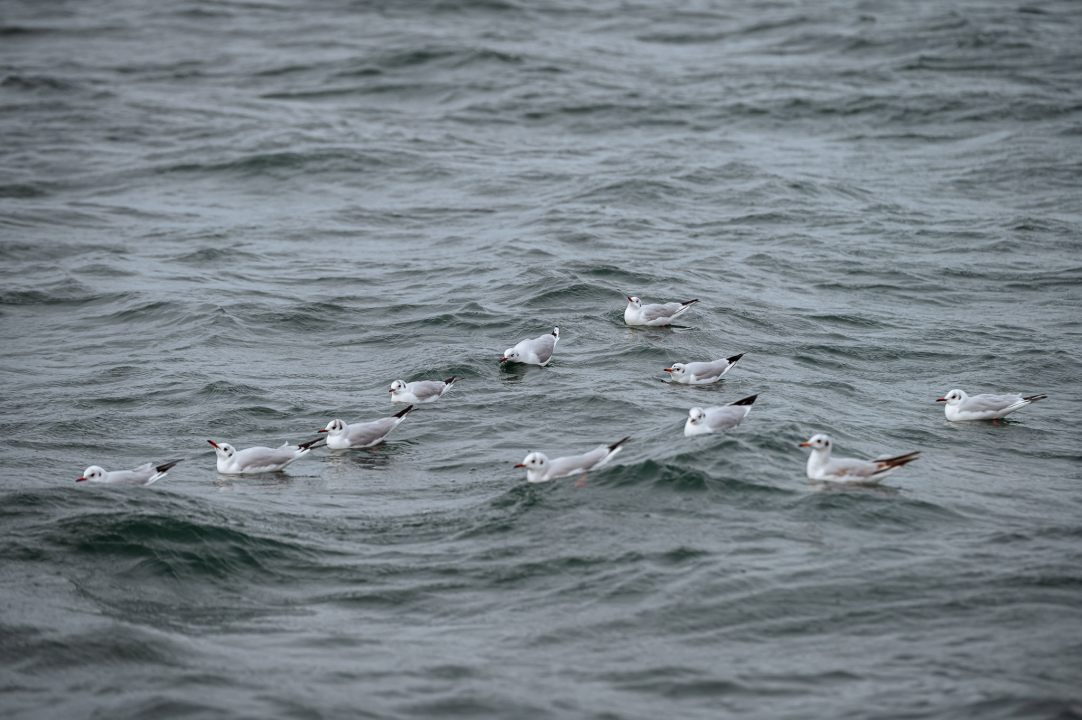 FOTO Galebovi, čini se, jedini guštaju u šibenskoj južini