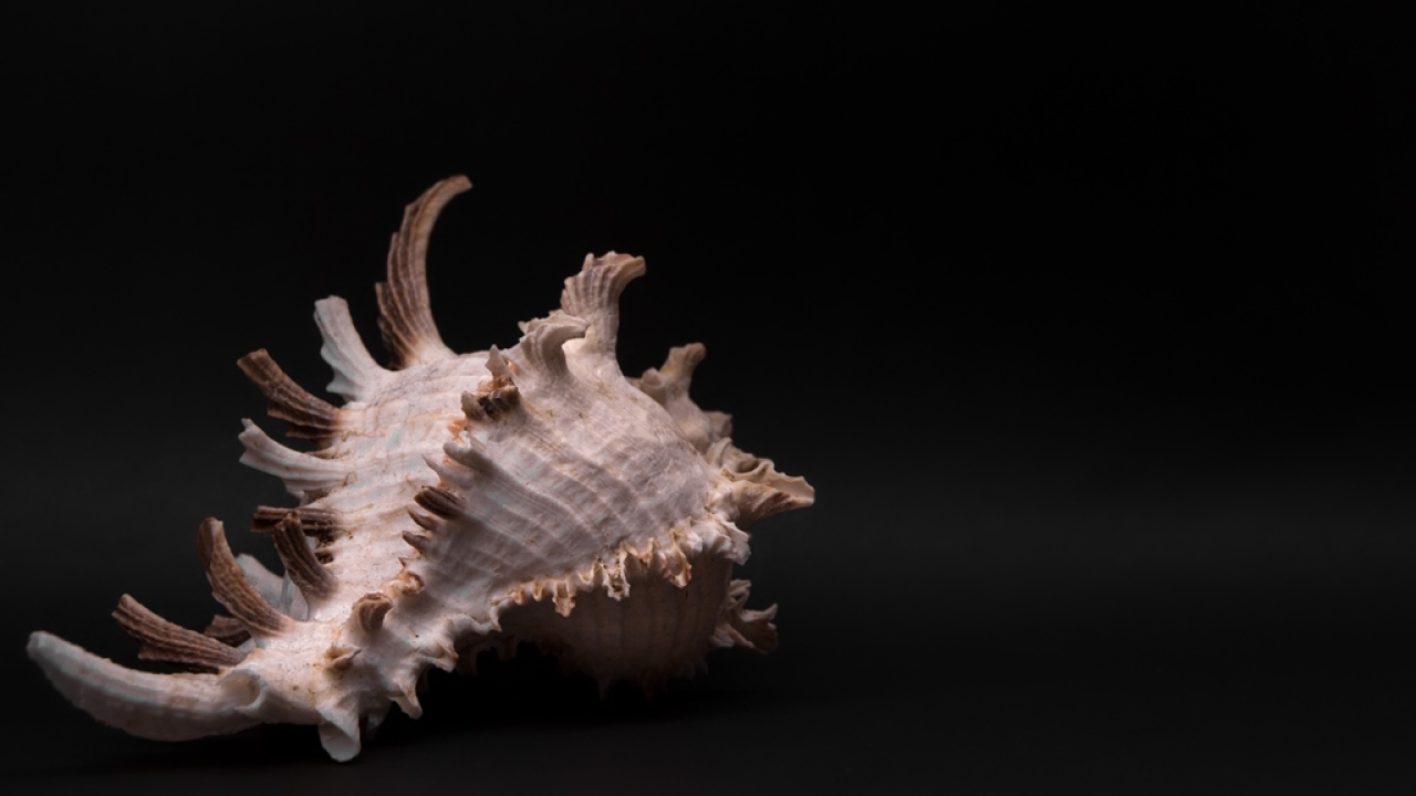 Suzana Čelić unatoč teškoj dijagnozi lučonoša je pozitive i kandidatkinja za 10. Šibensku grandecu