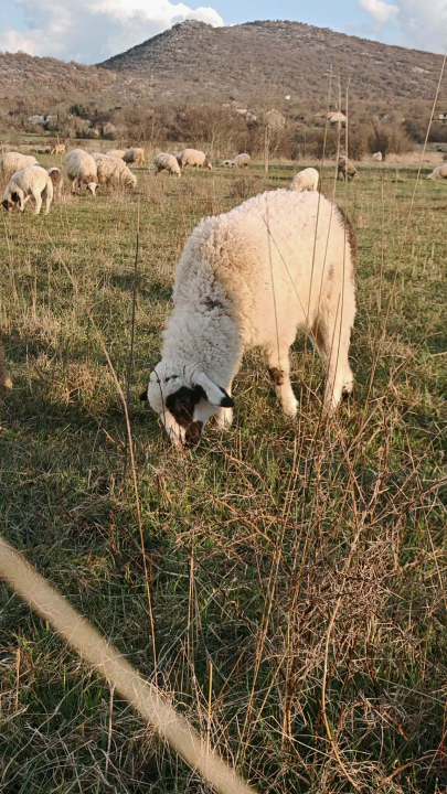 Mario je život u gradu zamijenio selom
