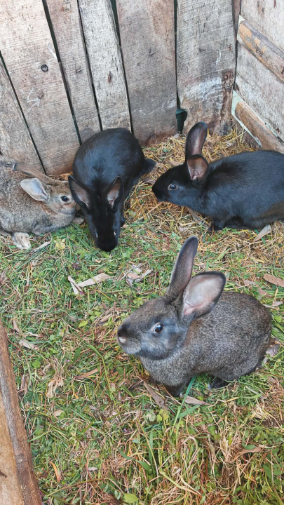 Mario je život u gradu zamijenio selom