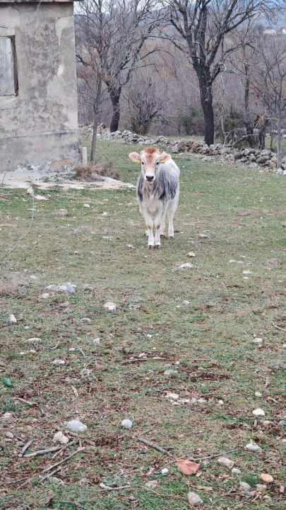 Mario je život u gradu zamijenio selom