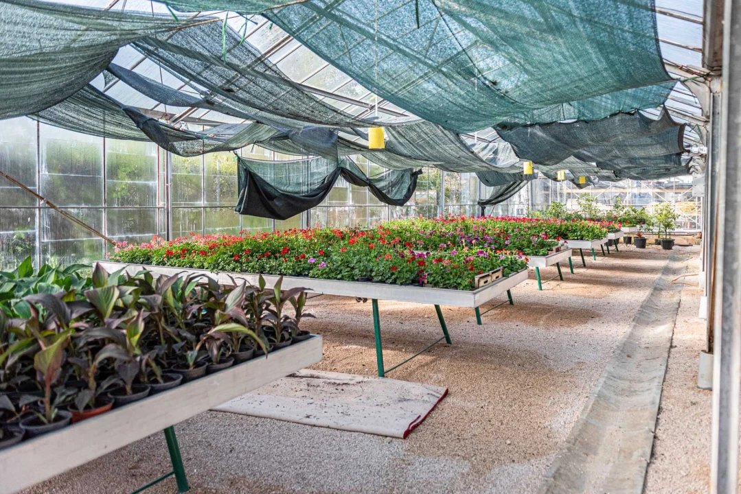 Zeleni grad pripremio dvije tisuće sadnica koje će podijeliti građanima: pelargonije, petunije, vodenike, gazanije…