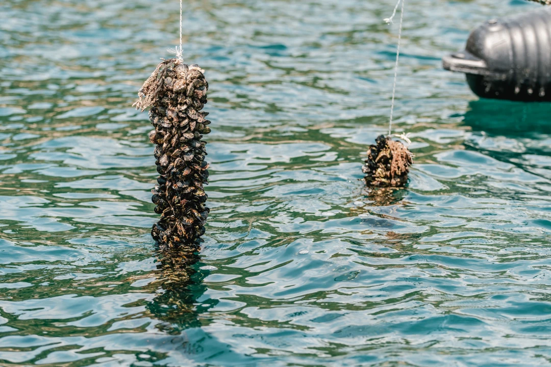 Posjetite novootvorenu kušaonicu školjaka i vina Oyster22! 