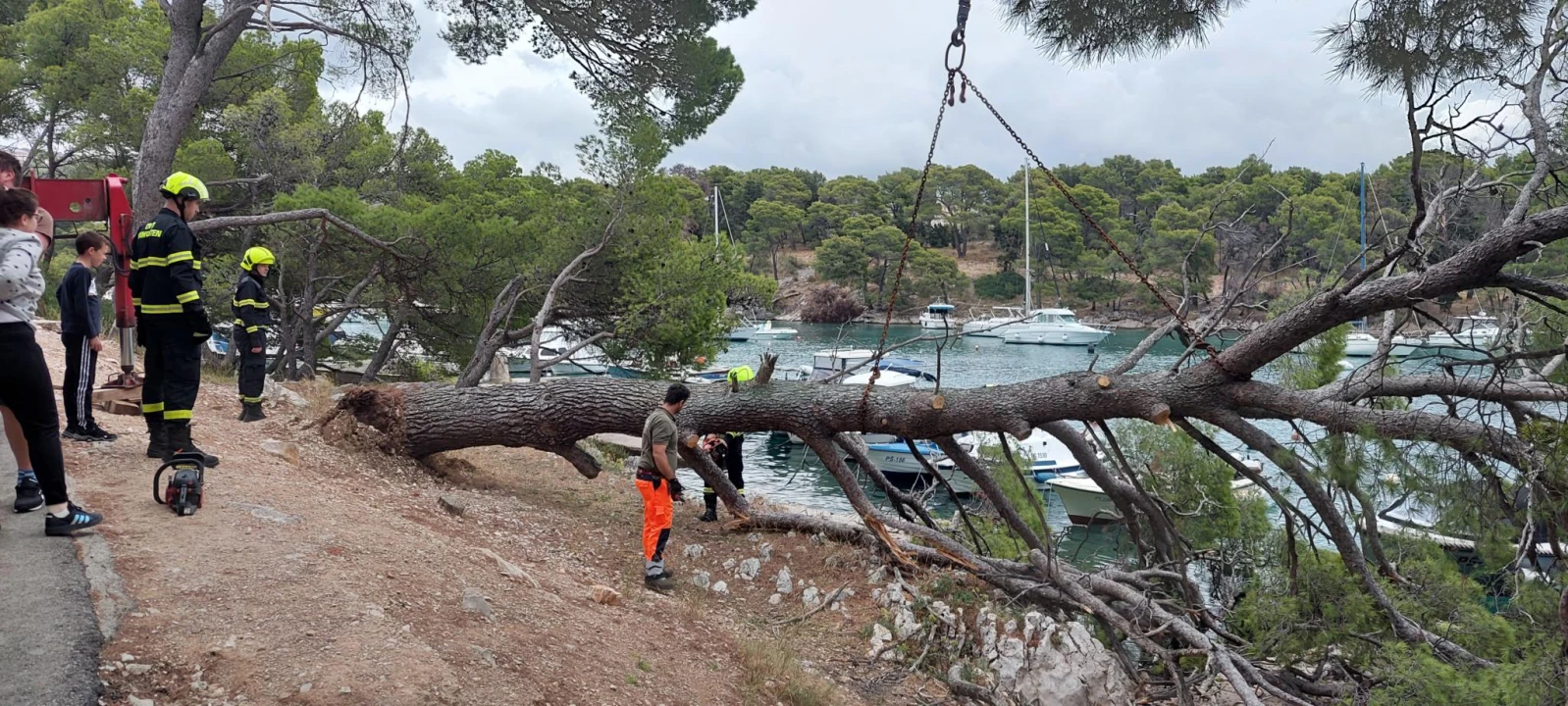 Sve je prošlo lišo: Srušio se stari bor na Poratu u Primoštenu