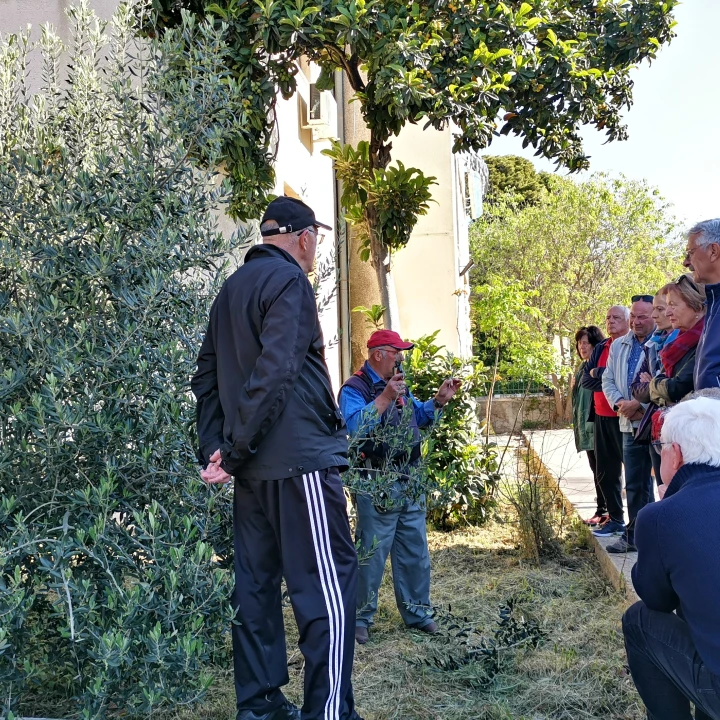 Prvo teorija pa onda praksa: Davorin Pamić nakon emisije maslinarima prezentirao rezidbu masline    