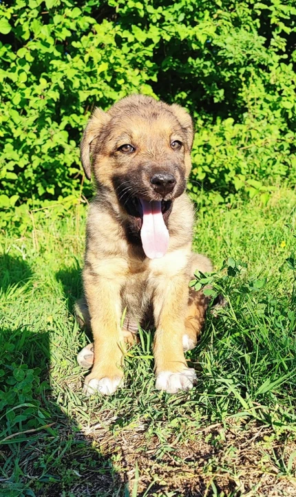 Željana se godinama brine za napuštene pse u Kninu, a sad je došla do ruba: 'Ne mogu više sama'