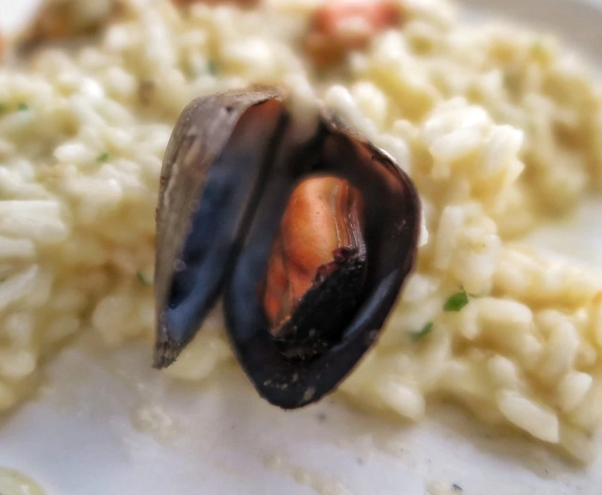 Pogledajte kako je bilo na tradicionalnoj Zatonskoj pidočijadi