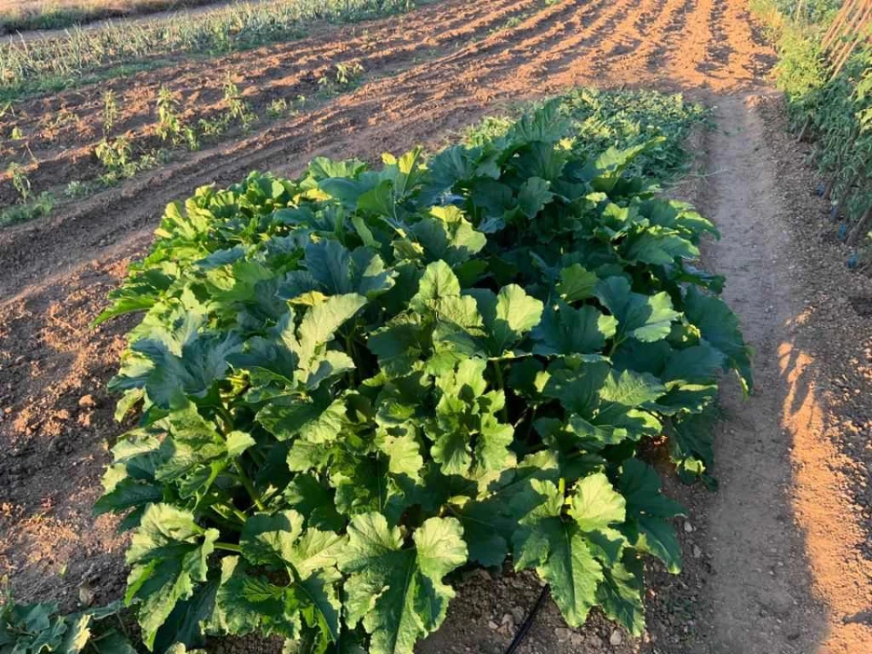  Obitelj Beader na Petrovom polju uzgojila batat težak 4,2 kilograma: 'Ovaj kraj ima toliko neiskorištenog potencijala'